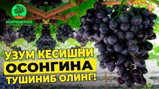 УЗУМ КЕСИШНИ ОСОНГИНА ТУШИНИБ ОЛИНГ ВА КЕСИШ УСТАСИГА АЙЛАНИНГ ! #ШУҲРАТАБРОРОВ #uzbekistan