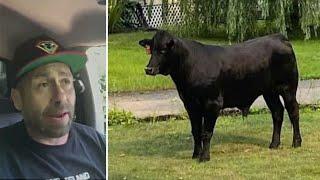 'We're closing in: Fugitive bull located 3 days after fleeing Long Island slaughterhouse