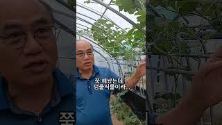 조롱박이 잘자라고 있습니다..