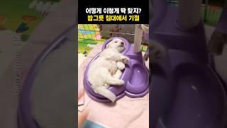 밥그릇 침대에서 기절한 강아지