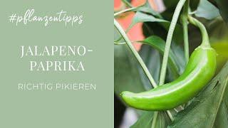 Jalapeño Paprika-  Pikieren