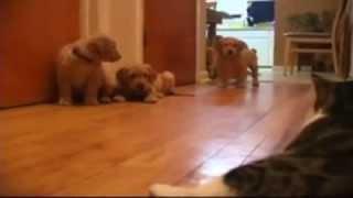 Puppies Vs. Cat