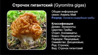 Строчок гигантский (Gyromitra gigas)