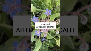 Бурачник - травяной антидепрессант #травы #лекарственныерастения #травник #дикоросы