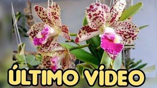 REPLANTES de ORQUÍDEAS que mais deu CERTO! Ano de 2024!