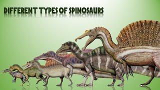 The 14 Different Types Of Spinosaurs