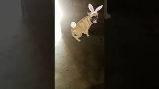 Tiki viral dog dance patli kamariya dance #short#viral#trinding#dogdance