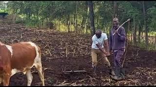 Kalenjin men ploughing field using bulls or oxen