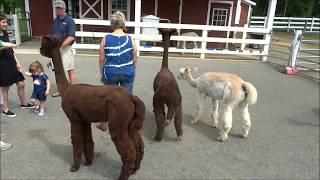 Bluebird Farm Alpacas, Peapack, N.J., 5/26/2018