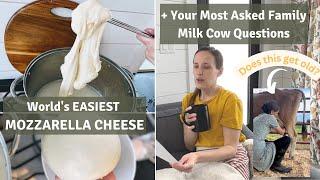 World's EASIEST Mozzarella Cheese + Family Milk Cow Q & A ~ Large Homesteading Family