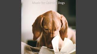 Carefree Vibe for Relaxing at Home with Your Dog