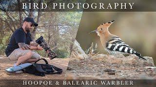 Bird Photography - Mallorca (Hoopoe)* (Nikon z6ii & Sigma 150 - 600mm C)