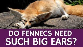 Why Fennec Fox Needs Big Ears – Cute Animal Facts for Educators