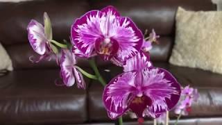 November 2018 Local Supermarket Phalaenopsis Haul