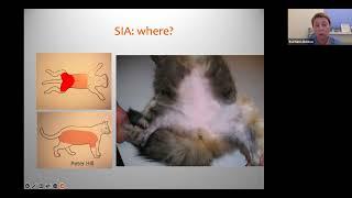 Little piece from Self-induced alopecia in cats: how to find a reason? by Svetlana Belova, DipECVD