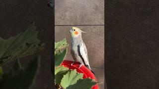 Master Cage me Finch ki ladai Hui | Cockatiel Parrot | Daily Pet Vlogs #cockatiel #finch