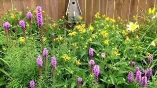 Why you shouldn't pick of the dead-heads of Black-Eyed Susans