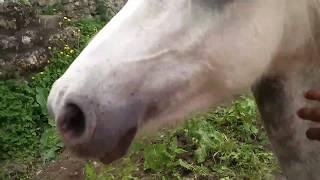 A walk in the countryside (Horse ) #countryside #countrysidelife #countrysidefarms #horse