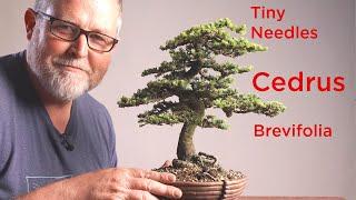 Styling a Short Needle Bonsai Cyprus Cedar in Detail