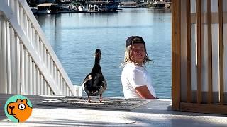 Family Finds Tiny Duckling. Now He Follows Them Everywhere | Cuddle Buddies