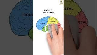 LOBULOS CEREBRALES: FACIL Y RAPIDO! #educacionmedica #hospital