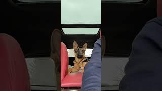 I swear Buddy has been reincarnated into Pal!