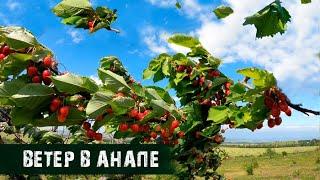 Ветер в Анапе. Рвёт красоту и гонит волны.