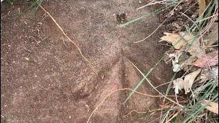 1880 Survey Rock Mark found at Ebenezer NSW Australia