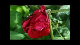 Exotic Aparajita flower;  Rare varieties of Aparajita (NeelKanta, Shankhaphuspi ) flower