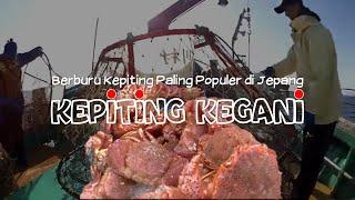 Berburu Kepiting Paling Populer di Jepang - Kepiting Kegani