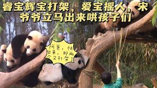 2025.6.23睿宝辉宝因一根竹子从地上打到树上，爱宝赶忙摇人，宋爷爷拿着竹子出来哄#panda #大熊猫 #爱宝乐园