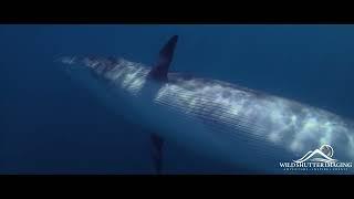 Brydes Whale