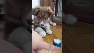 Teaching an 8-week old puppy to talk using buttons #bordercollie #aic #fluentpet #talkingdog