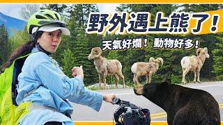 孕婦勇闖Banff國家公園！六月暴雪中跟黑熊零距離驚喜互動