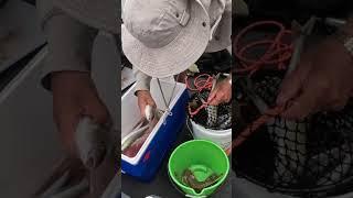 The days catch at Port Albert #fishing #fishingcatch #whiting