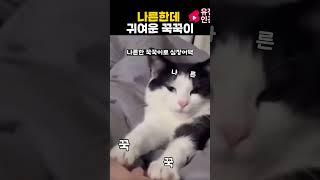 나른한데 귀여운 꾹꾹이