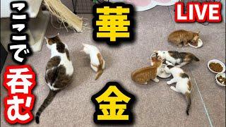 子猫のプー助の歓迎会を兼ねた晩酌生配信