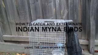 How to catch / trap and exterminate / euthanise Indian Myna birds.