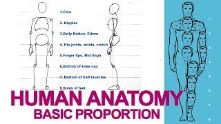 HUMAN ANATOMY- Basic Body Proportions for beginners | Drawing Tutorial