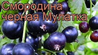 Смородина черная Мулатка (ribes nigrum)  Мулатка обзор: как сажать, саженцы смородины Мулатка