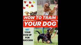 How to:  Brain training for  dogs (course guide review)