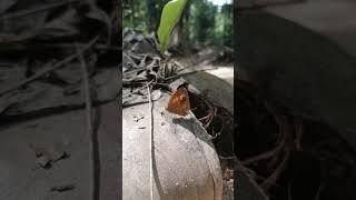 Repelling a butterfly by an ant : Glad-eye bushbrown : Mycalesis patnia