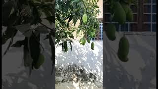 Mango Scientific name Mangifera indica Family Anacardiaceae  #shorts