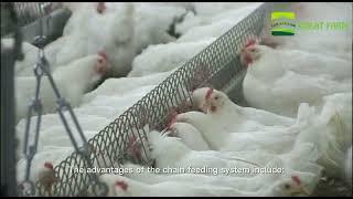 Introduction to Chain Feeding System for Broiler Chickens | GREAT FARM