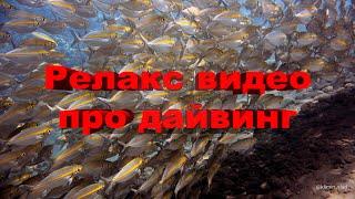 #релакс #дайвинг #scubadiving Дайвинг. Расслабляющая музыка и красивое видео про подводный мир