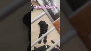 Task trained service dog briard Voodoo goes to the dollar tree, one continuous shot sped up