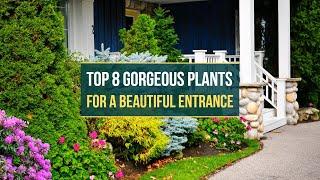 8 Gorgeous Plants That Require Minimal Care for a Beautiful Entrance