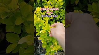 (1만)황금사철 포트묘목 #사철나무#황금사철#울타리나무#
