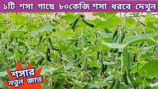 শসা চাষ - ১টি শসা গাছে ৮০কেজি শসা ধরবে দেখুন | শসার নতুন জাত |Cucumber Cultivation|Mehedi AGRI VLOG