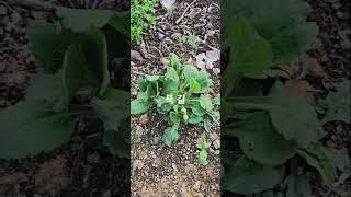 들어보셨나요? 뚝 갈!!! #주말농사 #garden #자연농원 #농사 #gardening #귀촌생활 #뚝 갈 #산나물 #plants